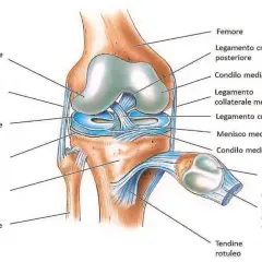 Anatomia del ginocchio: il tendine del muscolo quadricipite femorale, legamenti e menischi.