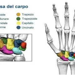 Scheletro del polso con ossa del carpo colorate. Comprendere la struttura del polso aiuta a capire l'artrite polso.
