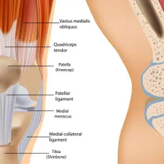 Illustrazione dell'anatomia del ginocchio, con muscoli, tendini, legamenti, menischi e ossa evidenziati.
