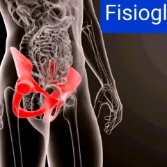Anatomia del bacino in rosso, evidenzia la zona dove si manifesta la pubalgia.