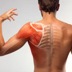 Muscolatura della spalla e schiena con evidenziate le fibre. Potrebbe indicare sintomi di tendine spalla sfilacciato.