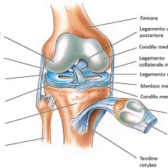 Anatomia del ginocchio con etichette in italiano. Potrebbe spiegare il dolore al ginocchio quando lo piego e scendo le scale, indicando menischi, legamenti e condili.