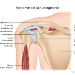 Anatomia della spalla: clavicola, scapola, omero, tendini e muscoli. Utile per capire l'artralgia spalla.