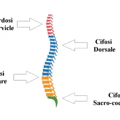 Schema della colonna vertebrale che illustra le curve fisiologiche e le alterazioni, inclusa la lordosi cervicale.