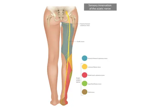 Chi cura i nervi delle gambe? Guida agli specialisti