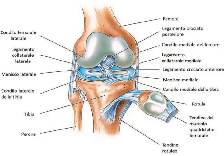 Anatomia del ginocchio: il tendine del muscolo quadricipite femorale, legamenti e menischi.