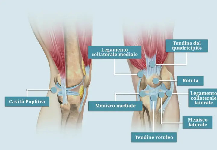 Anatomia del ginocchio: legamenti, menischi e tendini. Illustrazione che mostra le cause del laterale ginocchio dolore.