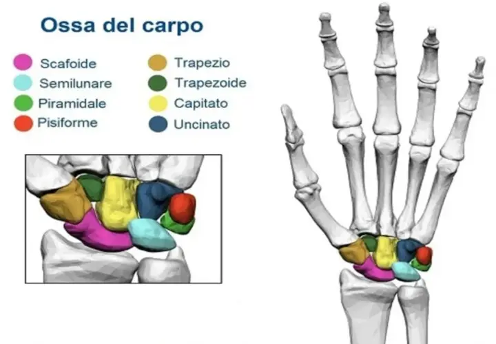 Scheletro del polso con ossa del carpo colorate. Comprendere la struttura del polso aiuta a capire l'artrite polso.