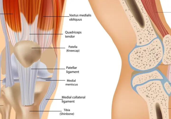 Illustrazione dell'anatomia del ginocchio, con muscoli, tendini, legamenti, menischi e ossa evidenziati.