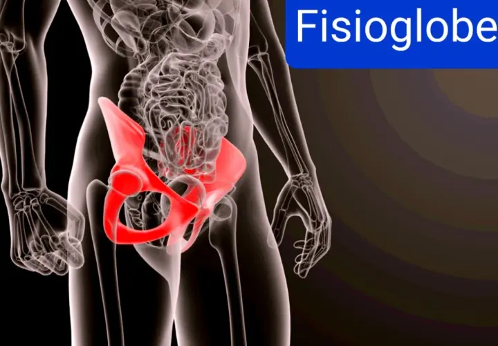 Anatomia del bacino in rosso, evidenzia la zona dove si manifesta la pubalgia.