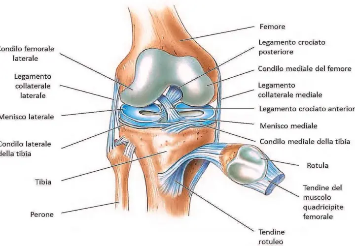 Anatomia del ginocchio con etichette in italiano. Potrebbe spiegare il dolore al ginocchio quando lo piego e scendo le scale, indicando menischi, legamenti e condili.