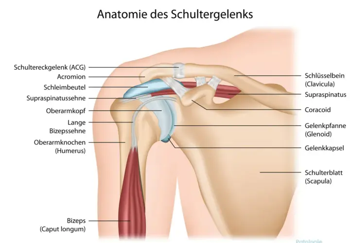 Anatomia della spalla: clavicola, scapola, omero, tendini e muscoli. Utile per capire l'artralgia spalla.