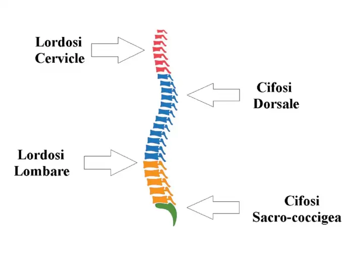 Schema della colonna vertebrale che illustra le curve fisiologiche e le alterazioni, inclusa la lordosi cervicale.