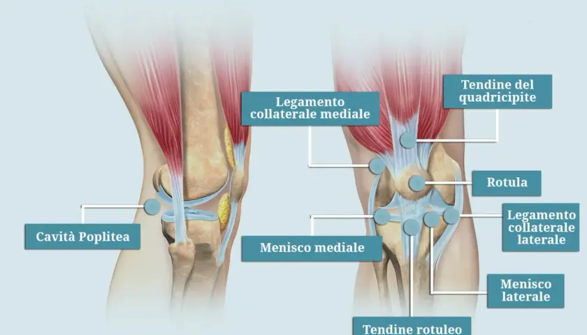 Anatomia del ginocchio: legamenti, menischi e tendini. Illustrazione che mostra le cause del laterale ginocchio dolore.