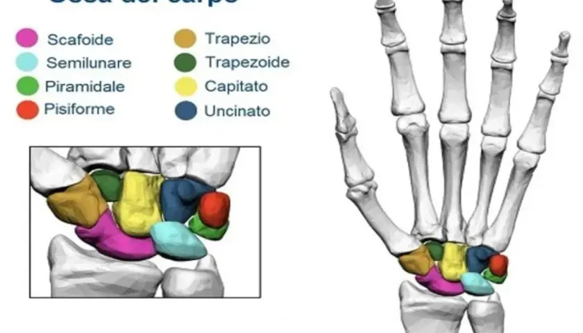 Scheletro del polso con ossa del carpo colorate. Comprendere la struttura del polso aiuta a capire l'artrite polso.