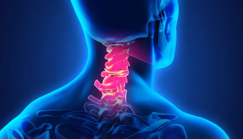 La colonna vertebrale cervicale, evidenziata in rosso, mostra la sua anatomia. Cos'è la cervicale? È la parte del collo che sostiene la testa.