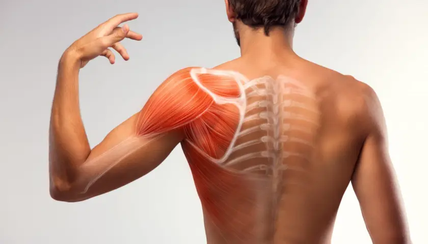 Muscolatura della spalla e schiena con evidenziate le fibre. Potrebbe indicare sintomi di tendine spalla sfilacciato.