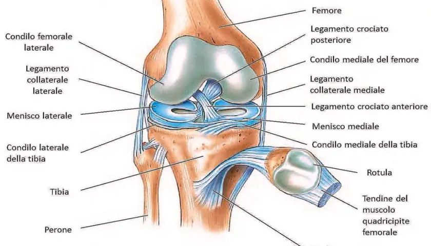 Anatomia del ginocchio con etichette in italiano. Potrebbe spiegare il dolore al ginocchio quando lo piego e scendo le scale, indicando menischi, legamenti e condili.