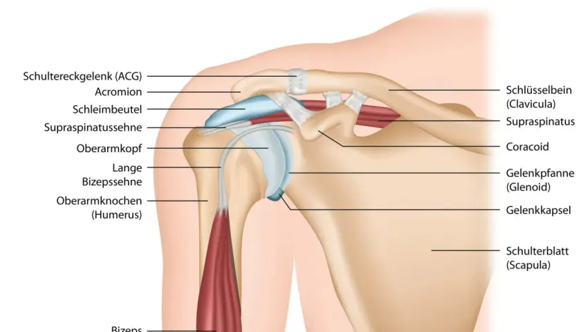 Anatomia della spalla: clavicola, scapola, omero, tendini e muscoli. Utile per capire l'artralgia spalla.