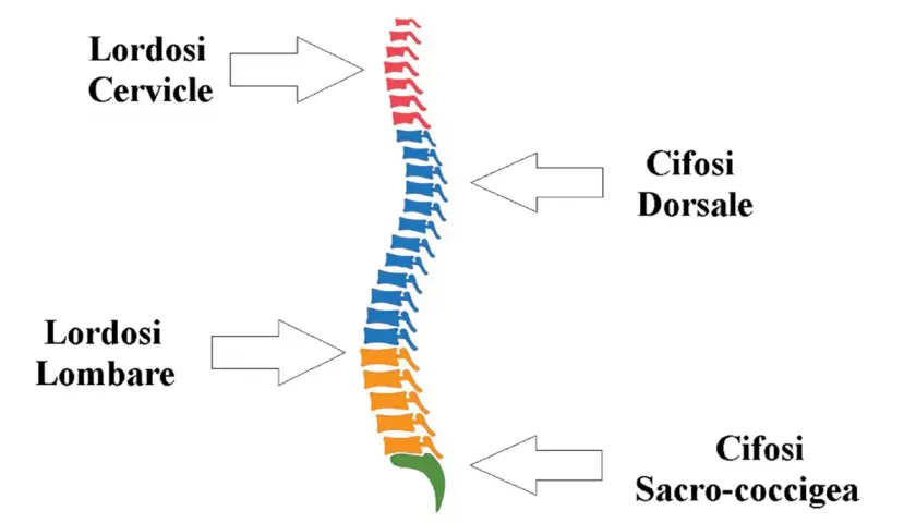 Schema della colonna vertebrale che illustra le curve fisiologiche e le alterazioni, inclusa la lordosi cervicale.