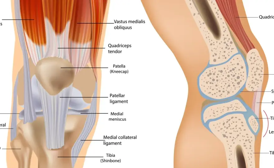 Anatomia del ginocchio - ossa, menischi e legamenti