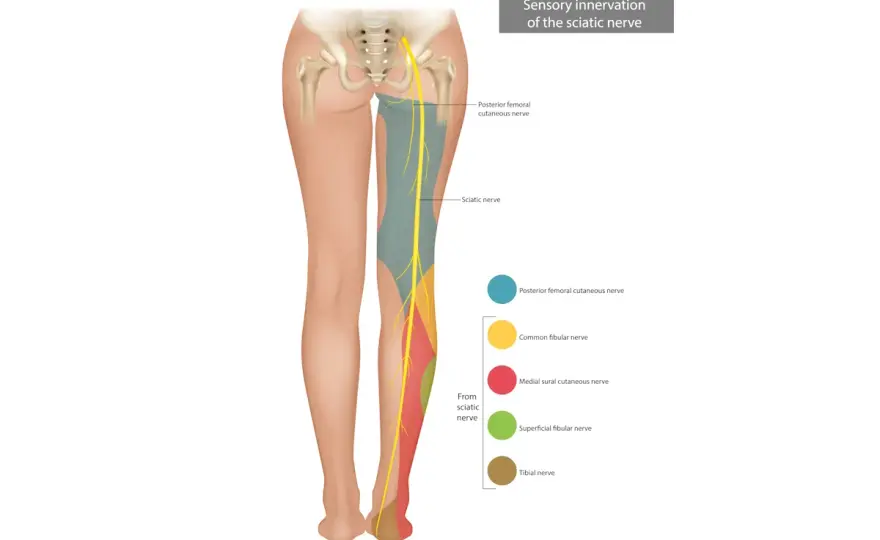 Chi cura i nervi delle gambe? Guida agli specialisti
