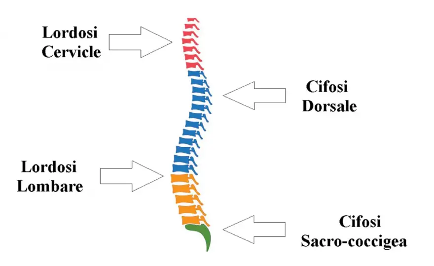 Lordosi cervicale - sintomi, cause e cure utili