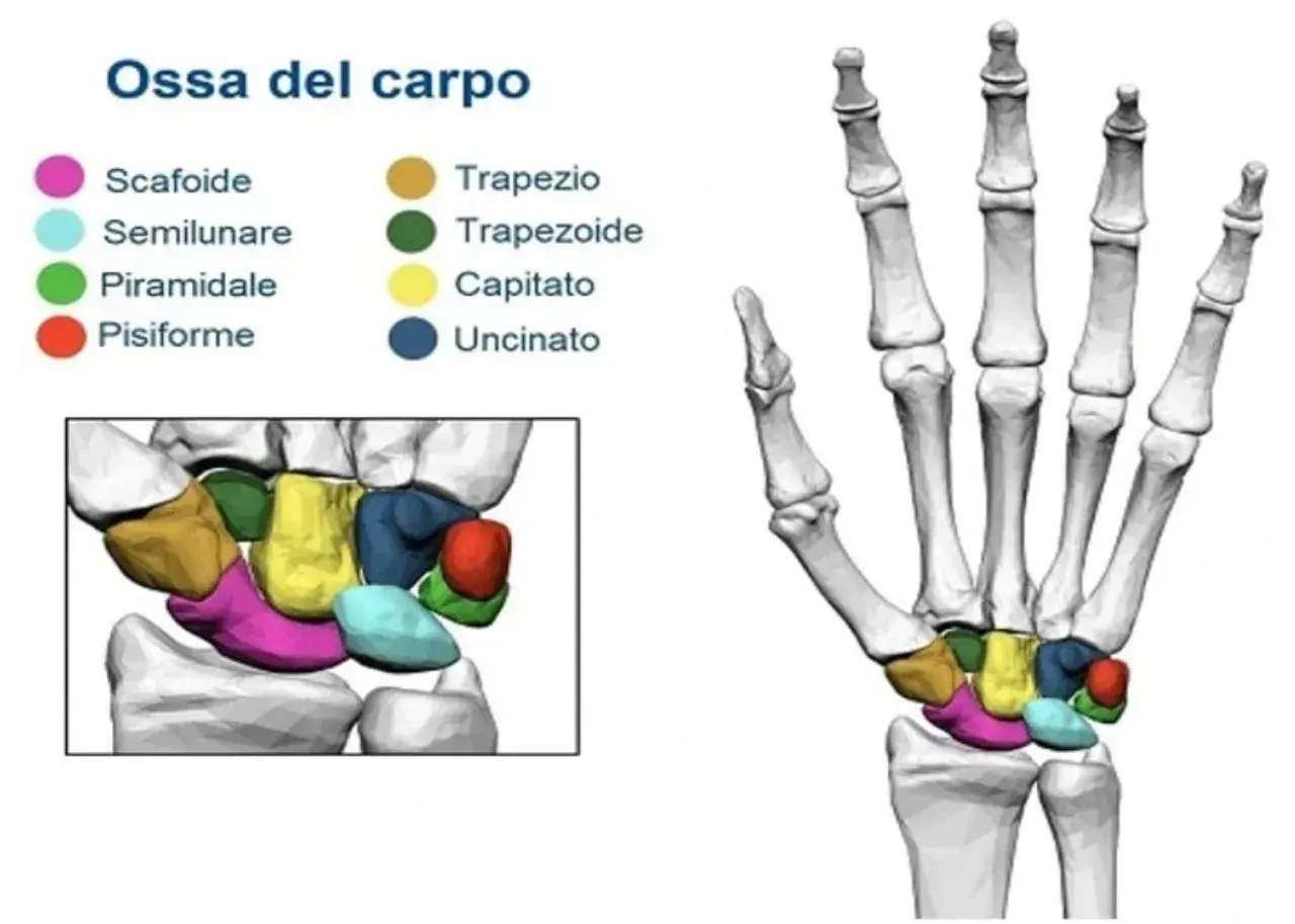 Scheletro del polso con ossa del carpo colorate. Comprendere la struttura del polso aiuta a capire l'artrite polso.