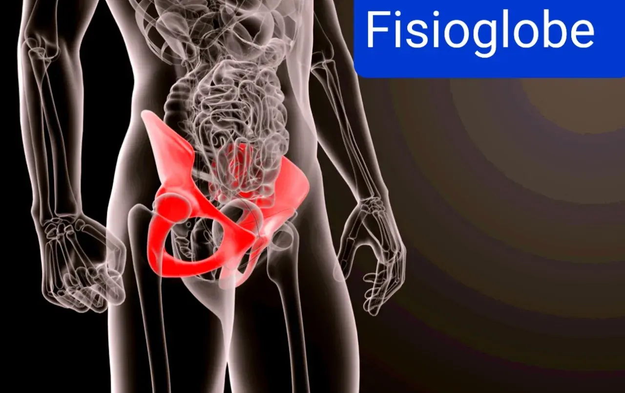 Anatomia del bacino in rosso, evidenzia la zona dove si manifesta la pubalgia.