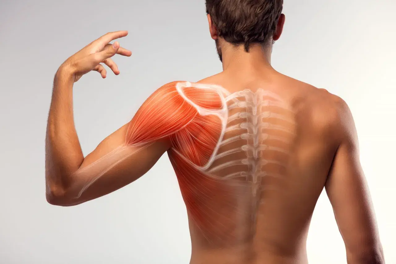 Muscolatura della spalla e schiena con evidenziate le fibre. Potrebbe indicare sintomi di tendine spalla sfilacciato.