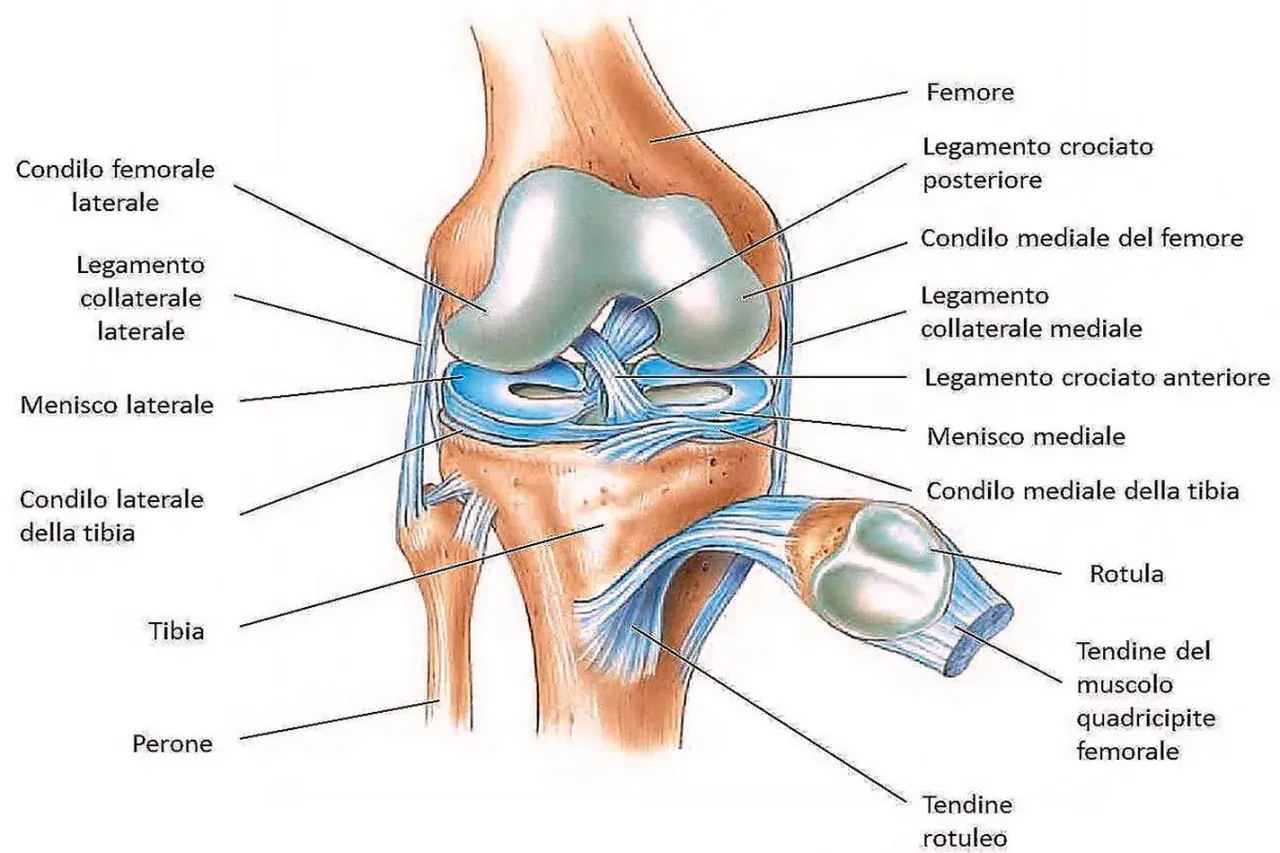 Anatomia del ginocchio con etichette in italiano. Potrebbe spiegare il dolore al ginocchio quando lo piego e scendo le scale, indicando menischi, legamenti e condili.