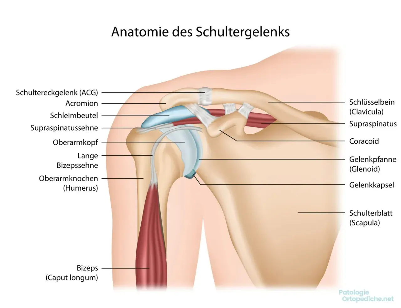 Anatomia della spalla: clavicola, scapola, omero, tendini e muscoli. Utile per capire l'artralgia spalla.