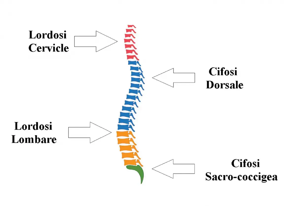 Schema della colonna vertebrale che illustra le curve fisiologiche e le alterazioni, inclusa la lordosi cervicale.