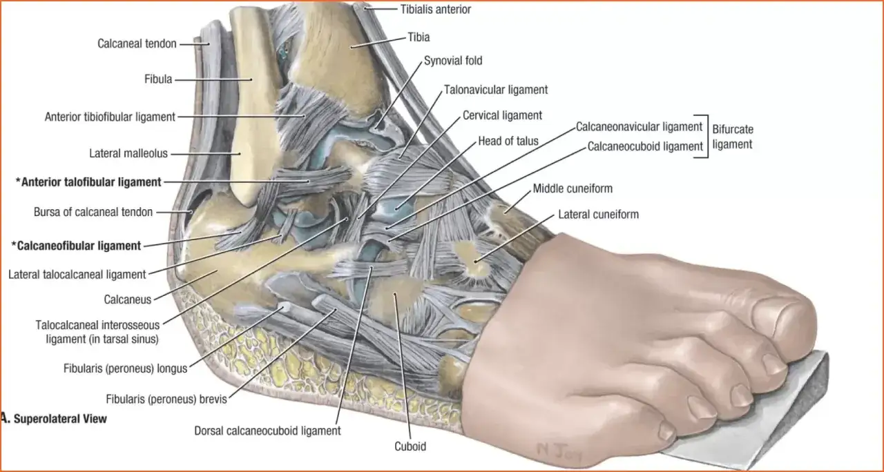Dettaglio anatomico della caviglia, con evidenziati tendini e legamenti come il legamento calcaneofibulare e il legamento talofibulare anteriore.