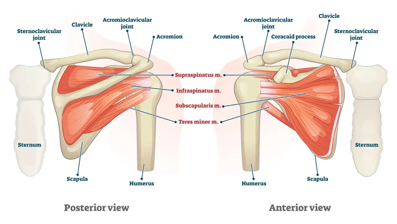 Vista anteriore e posteriore della spalla. Il tendine sovraspinato è evidenziato, mostrando la sua posizione anatomica.