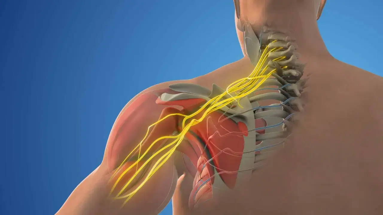 Nervi del collo e della spalla, possibili cause di bruciore sotto la scapola sinistra.