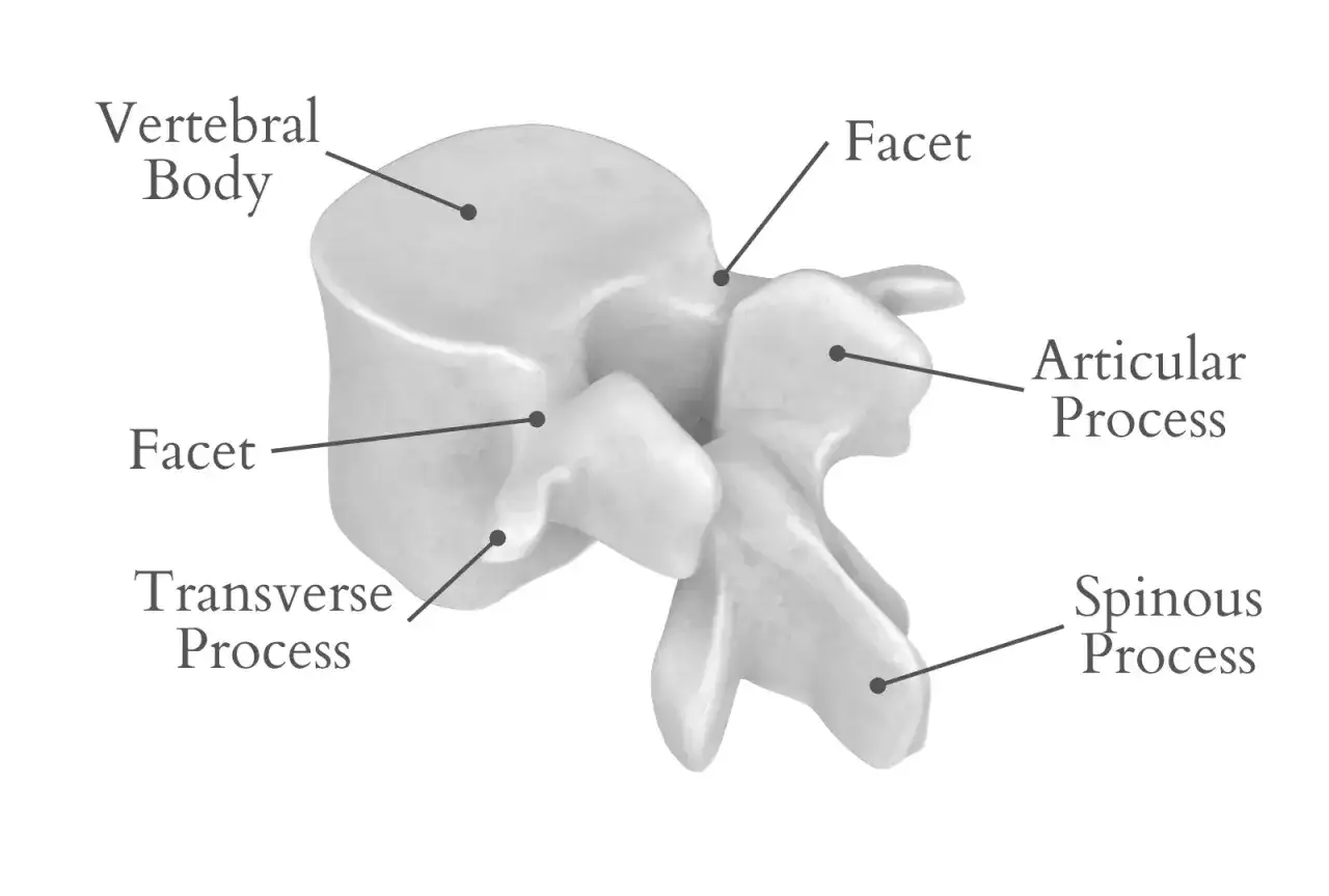 Anatomia di una vertebra lombare con etichette: corpo vertebrale, processo trasverso, faccetta articolare. La sindrome faccettale può interessare queste aree.