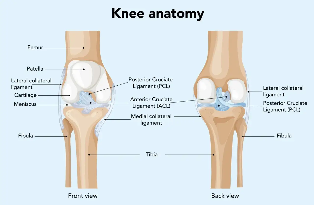 Illustrazione dell'anatomia del ginocchio, vista frontale e posteriore, con etichette per femore, patella, legamenti (crociati, collaterali), cartilagine, menisco, tibia e fibula.