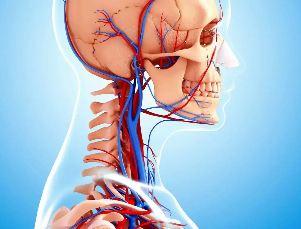 Anatomia del collo e del cranio con vasi sanguigni rossi e blu. Comprendere la circolazione può aiutare a identificare i dolori al collo cause.