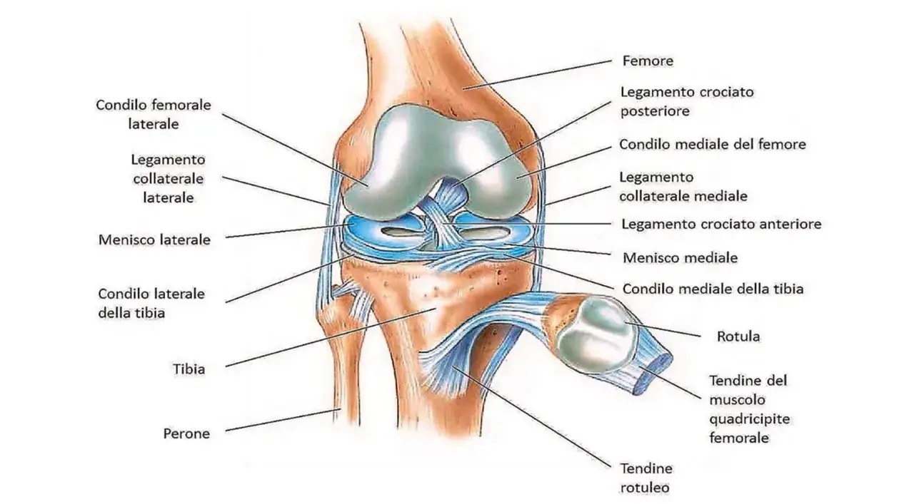 Anatomia del ginocchio: femore, tibia, rotula e il tendine rotuleo che collega il quadricipite alla rotula.