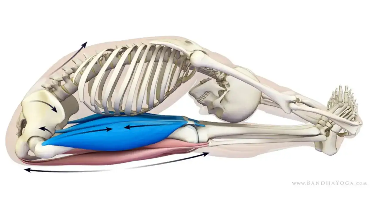 Scheletro in posizione di piegamento in avanti, evidenziati i muscoli posteriori della coscia. Attenzione al dolore lombare quando ti pieghi in avanti.