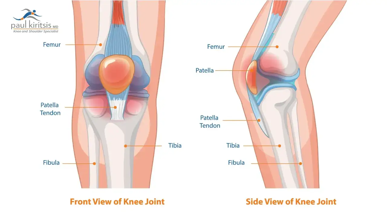 Anatomia ginocchio: femore, rotula, tendine rotuleo, tibia, fibula. Immagine utile per capire il sovraccarico ginocchio e i tempi di recupero.