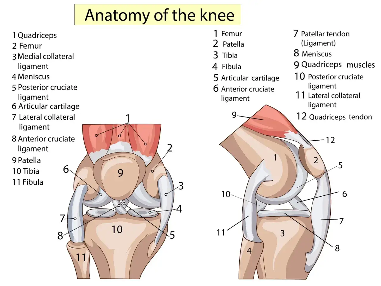 Illustrazione anatomica del ginocchio che mostra i legamenti, il femore, la tibia, la rotula e il menisco.
