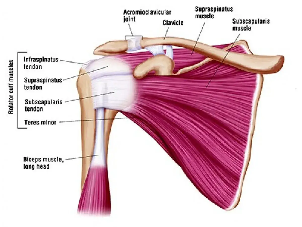 Anatomia della spalla con focus sulla cuffia dei rotatori, utile per comprendere l'infiammazione.