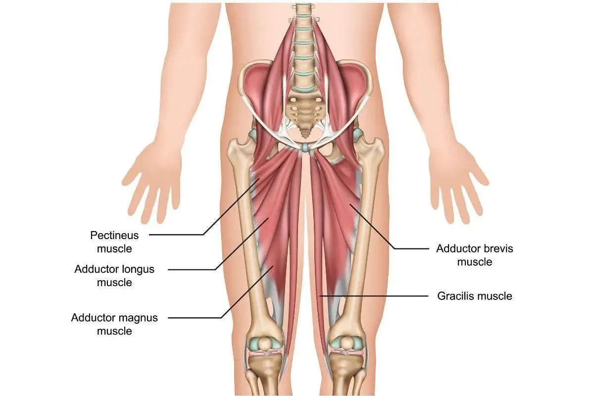 Muscoli adduttori dell'inguine, fondamentali per capire come curare la pubalgia velocemente.