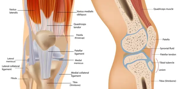 Illustrazione dell'anatomia del ginocchio, con muscoli, tendini, legamenti, menischi e ossa evidenziati.